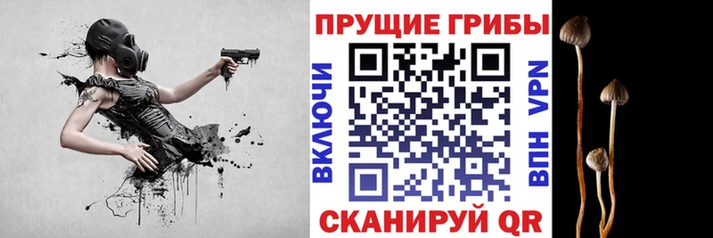 Галлюциногенные грибы Cubensis  где найти   Хилок 
